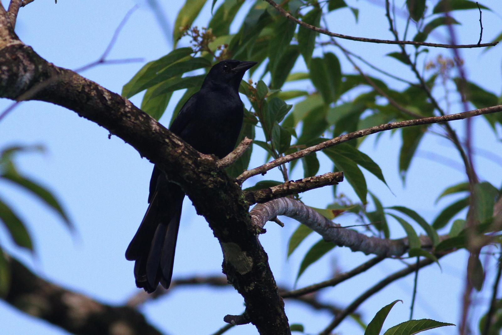 Melodious Blackbird Photo by Alex Lamoreaux