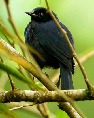 Scrub Blackbird Photo by Francesco Veronesi
