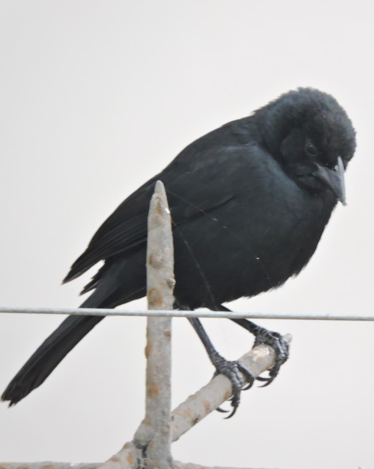Scrub Blackbird Photo by Peter Lowe