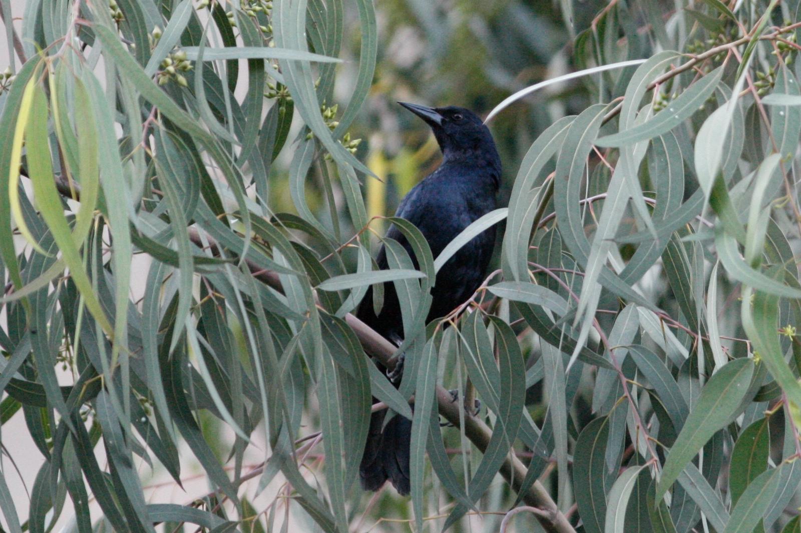 Scrub Blackbird Photo by Oscar Johnson