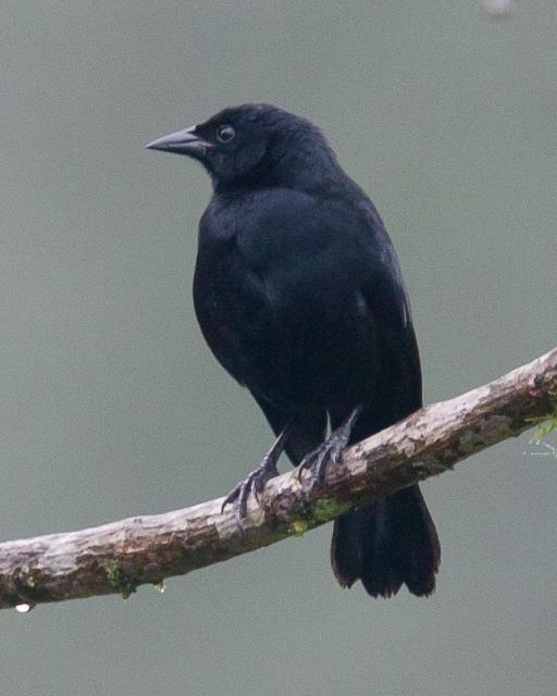 Scrub Blackbird Photo by Robert Lewis