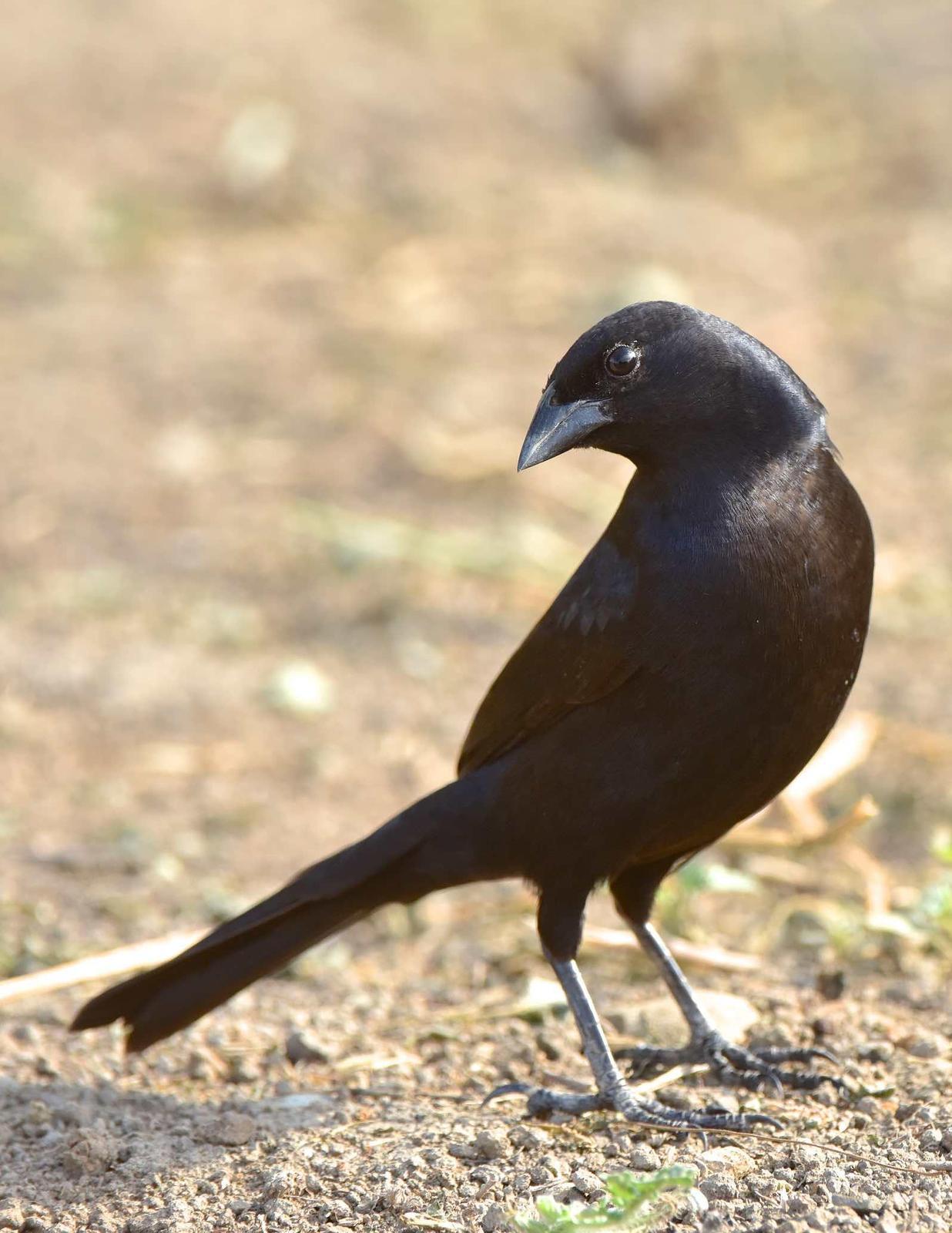 Scrub Blackbird Photo by Andrew Pittman
