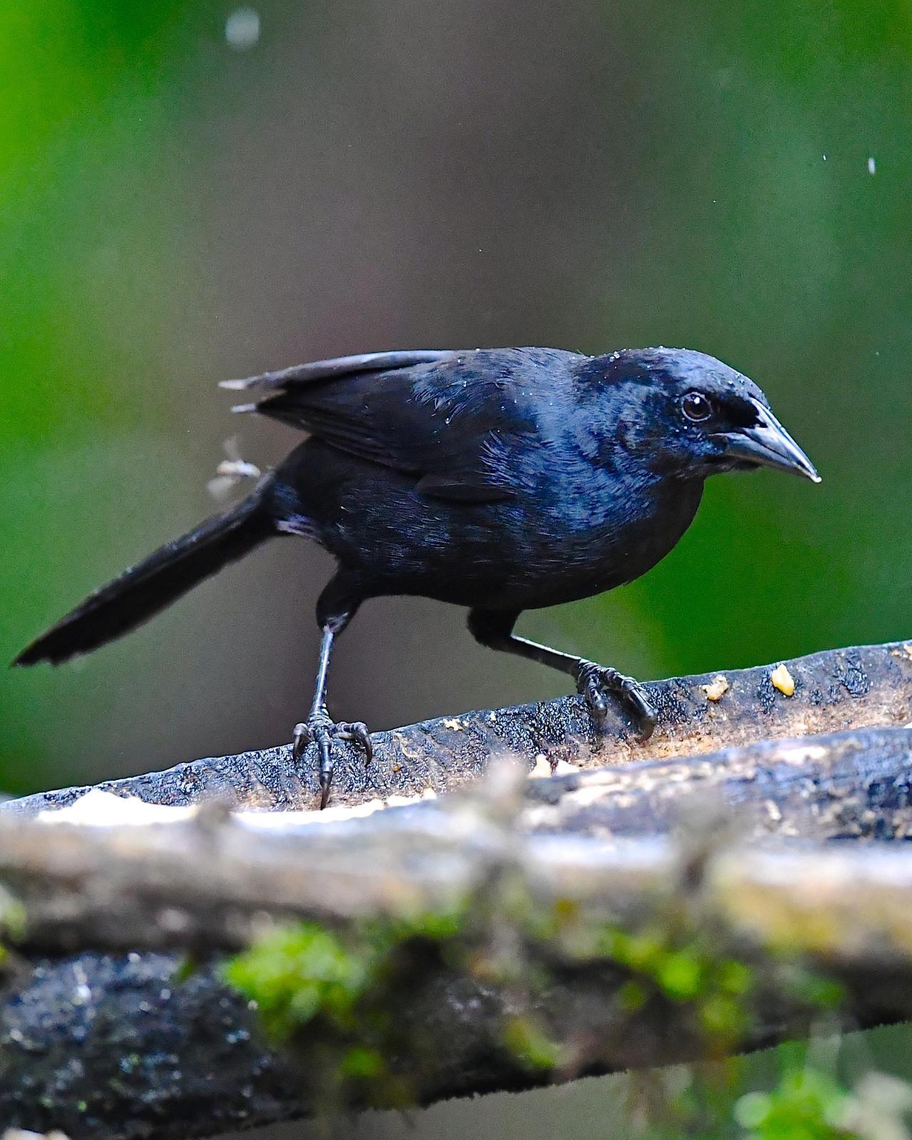 Scrub Blackbird Photo by Gerald Friesen