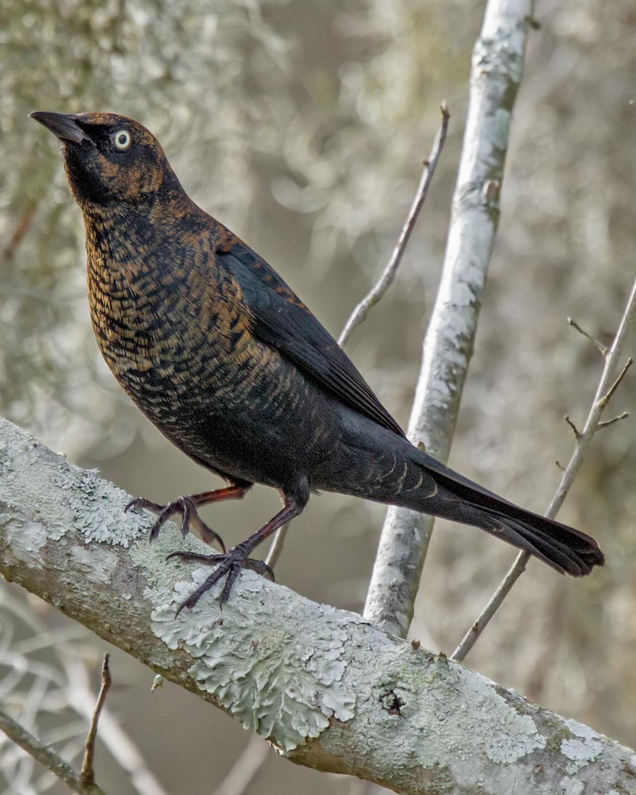 Rusty Blackbird Photo by JC Knoll