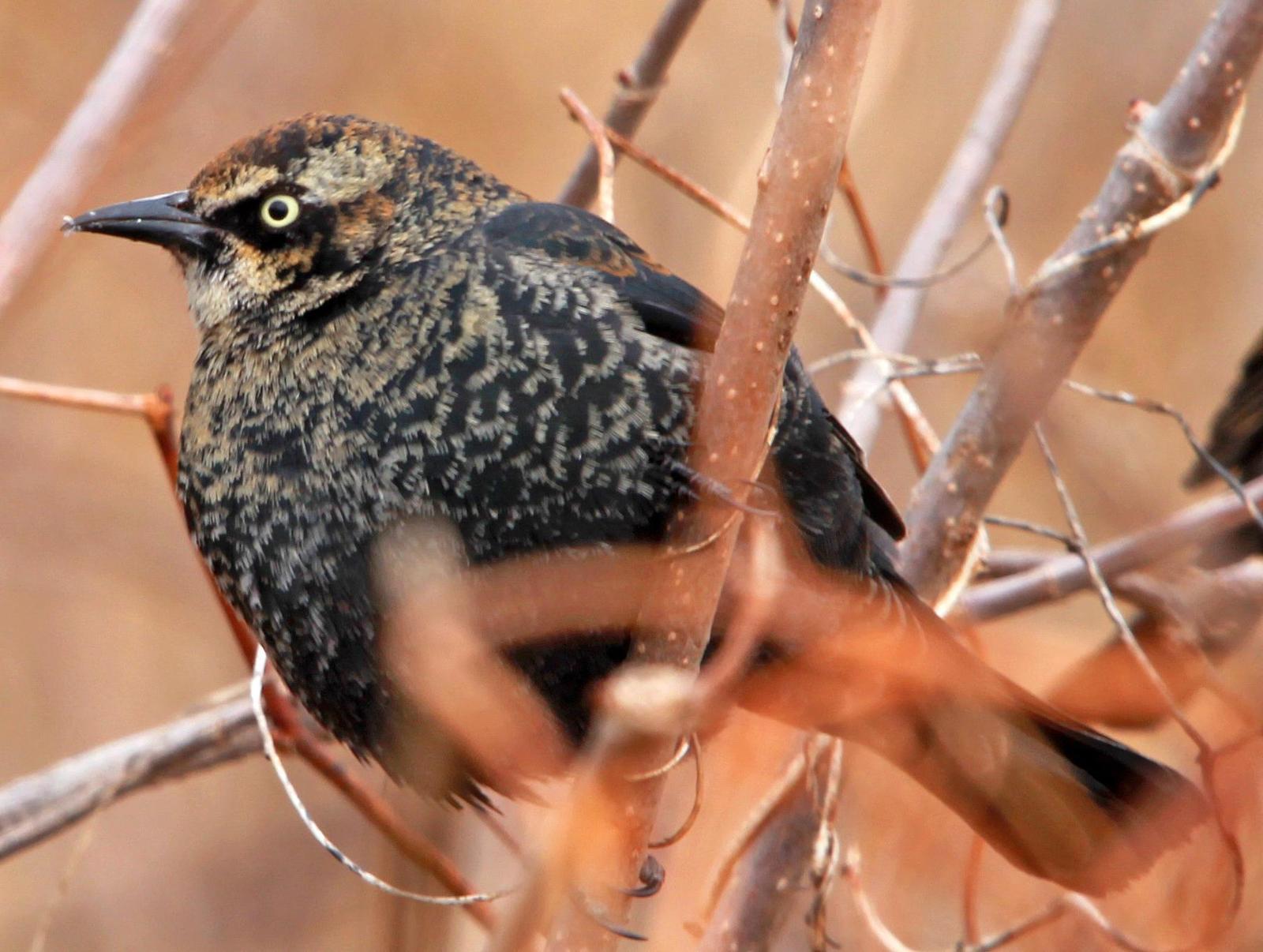 Rusty Blackbird Photo by Tom Gannon