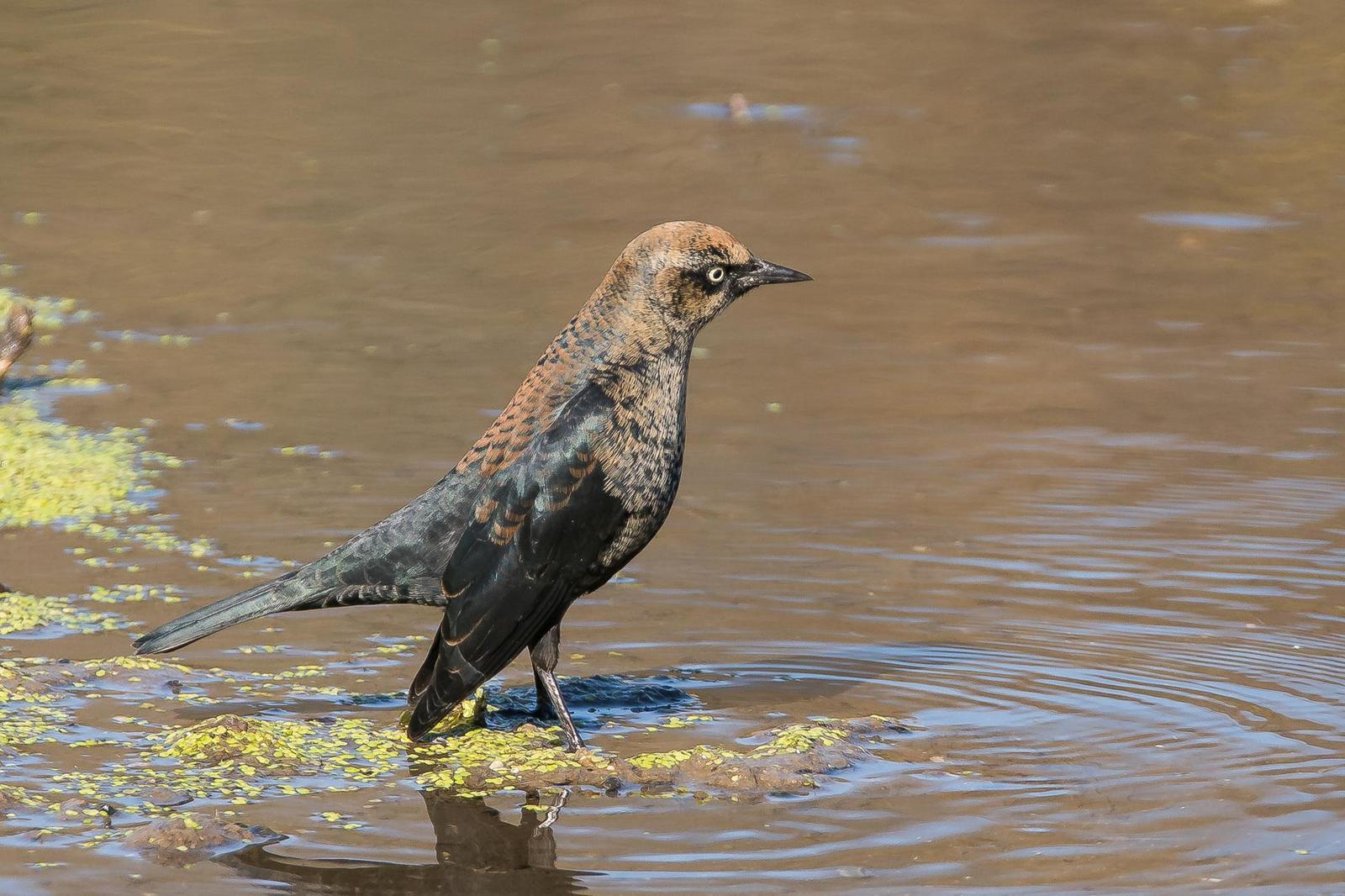Rusty Blackbird Photo by Gerald Hoekstra