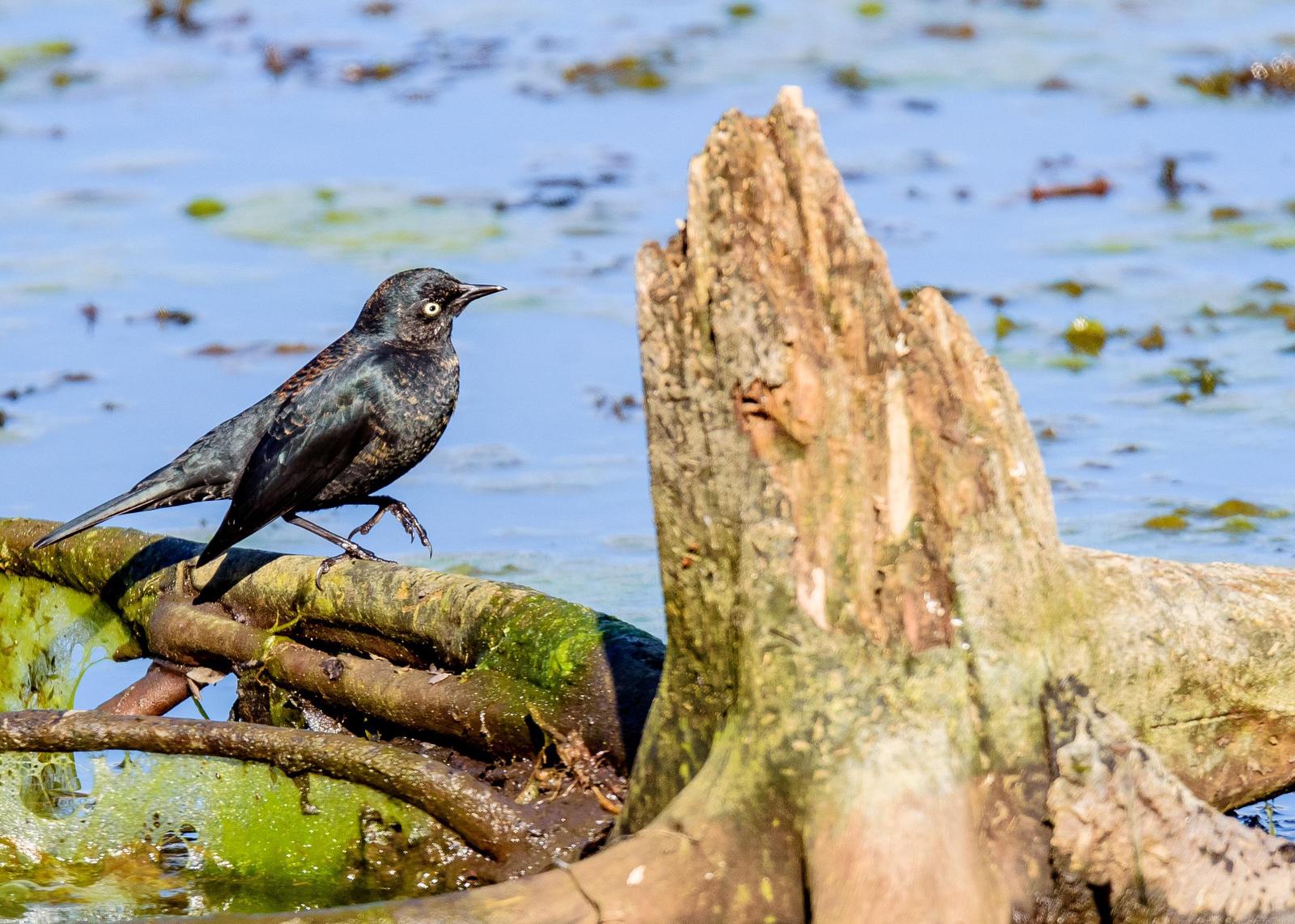 Rusty Blackbird Photo by Keshava Mysore