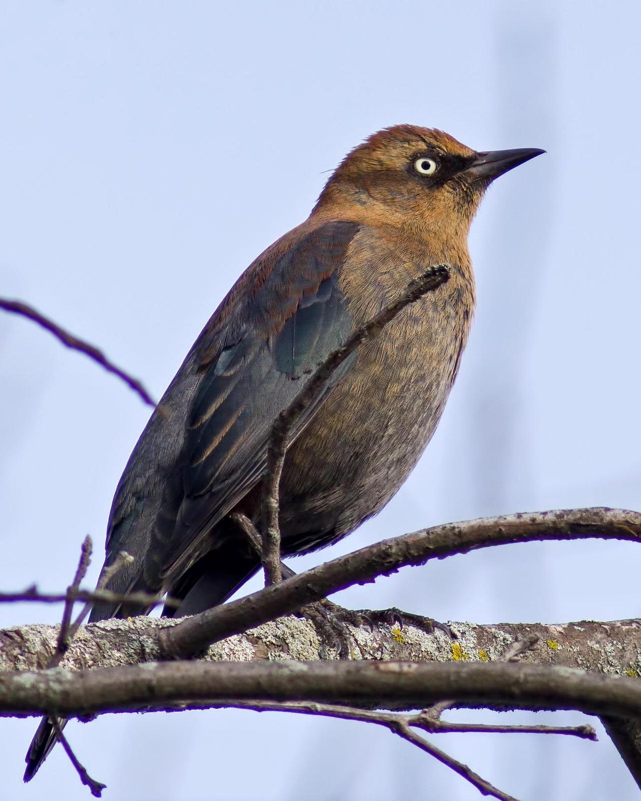Rusty Blackbird Photo by Rob Dickerson
