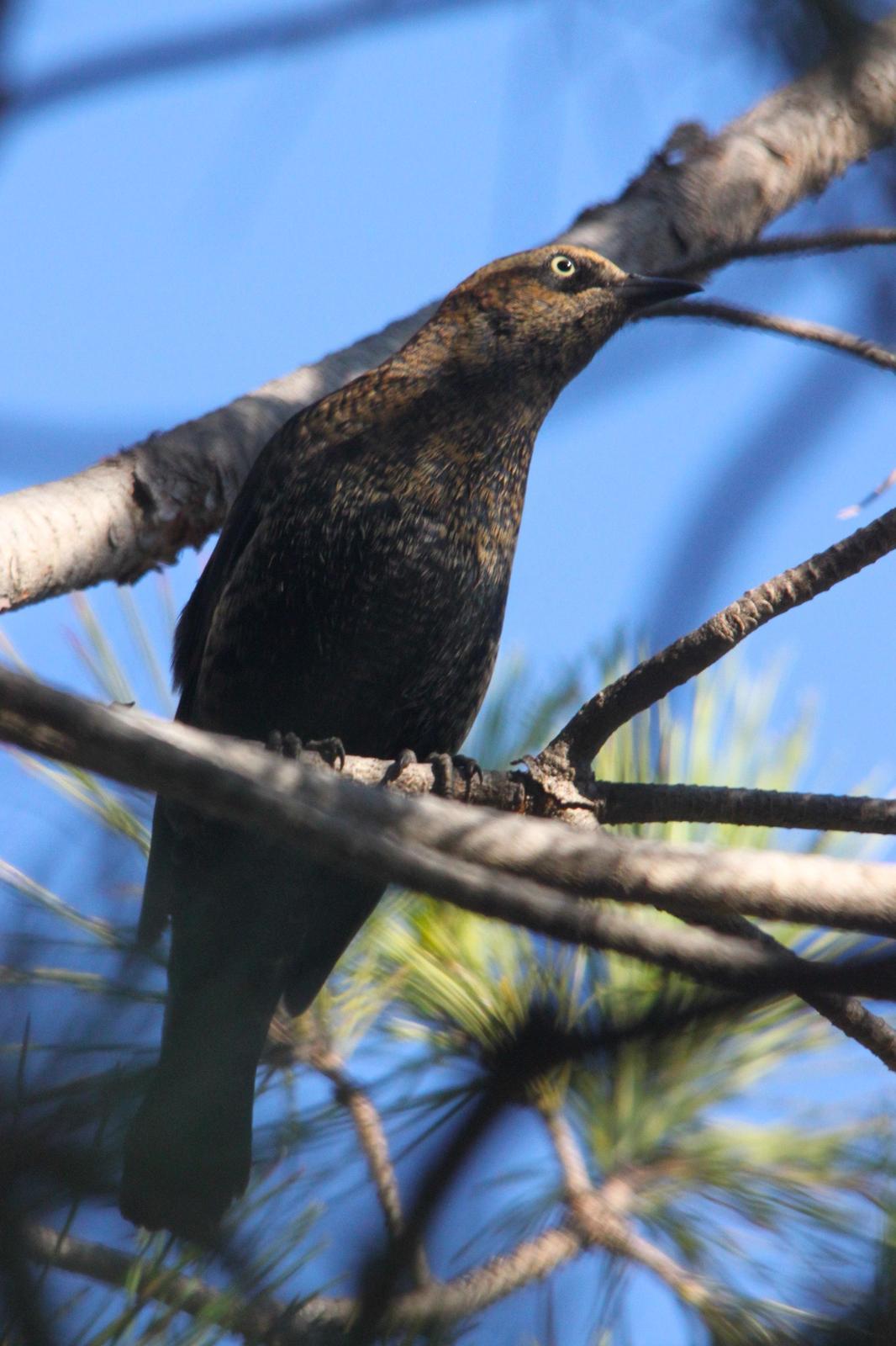 Rusty Blackbird Photo by Tom Ford-Hutchinson