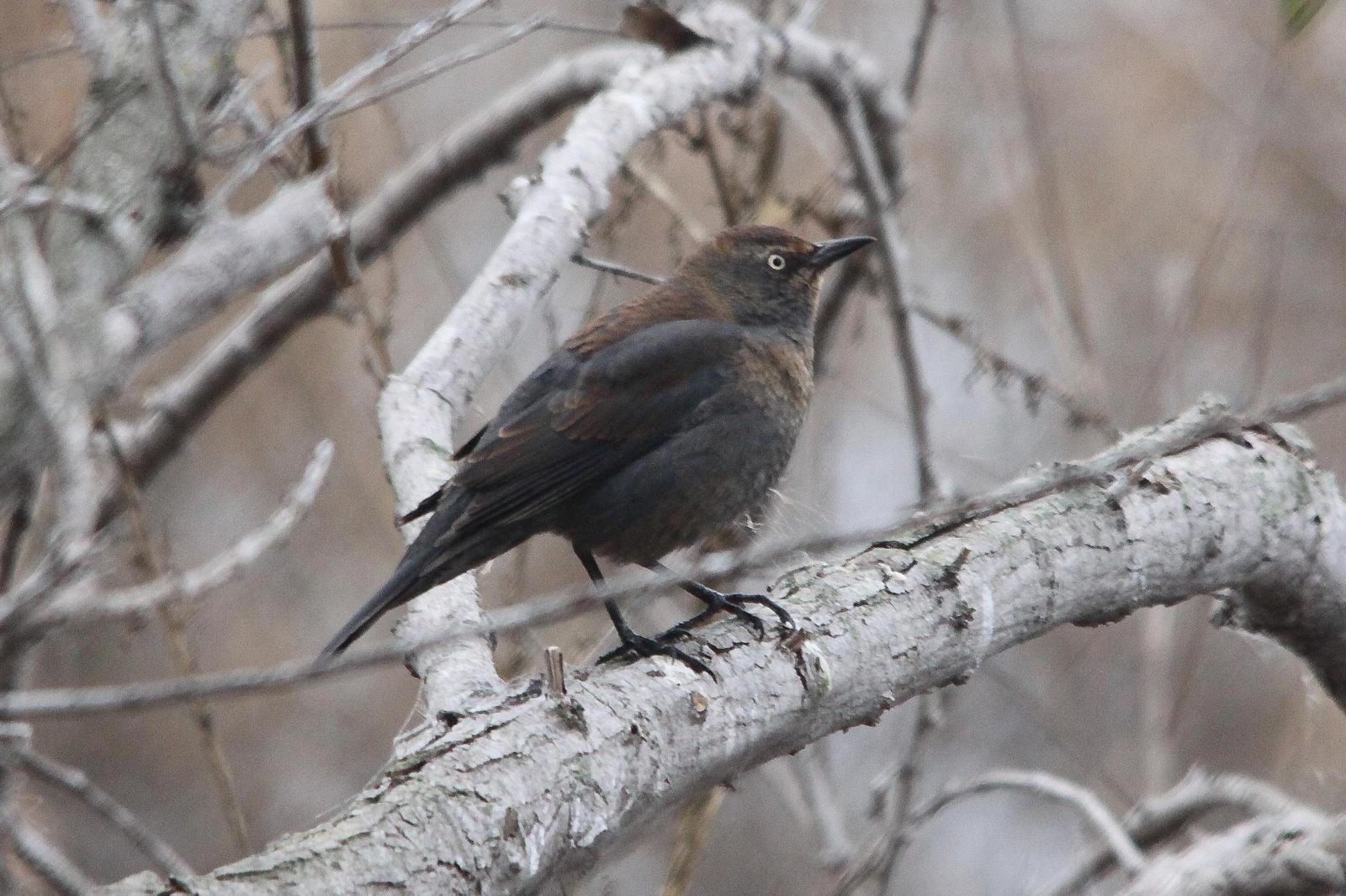 Rusty Blackbird Photo by Tom Ford-Hutchinson