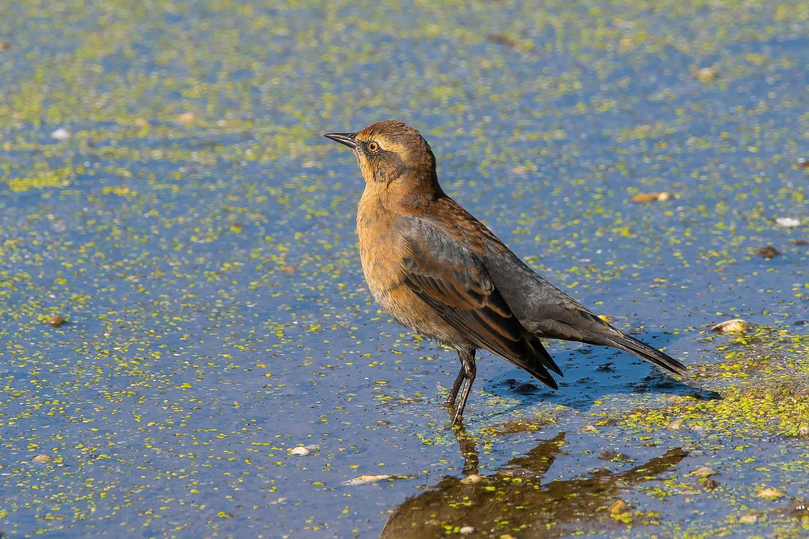 Rusty Blackbird Photo by Gerald Hoekstra