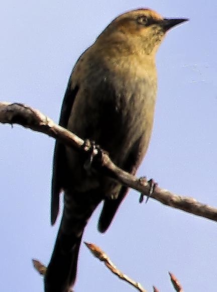 Rusty Blackbird Photo by Dan Tallman