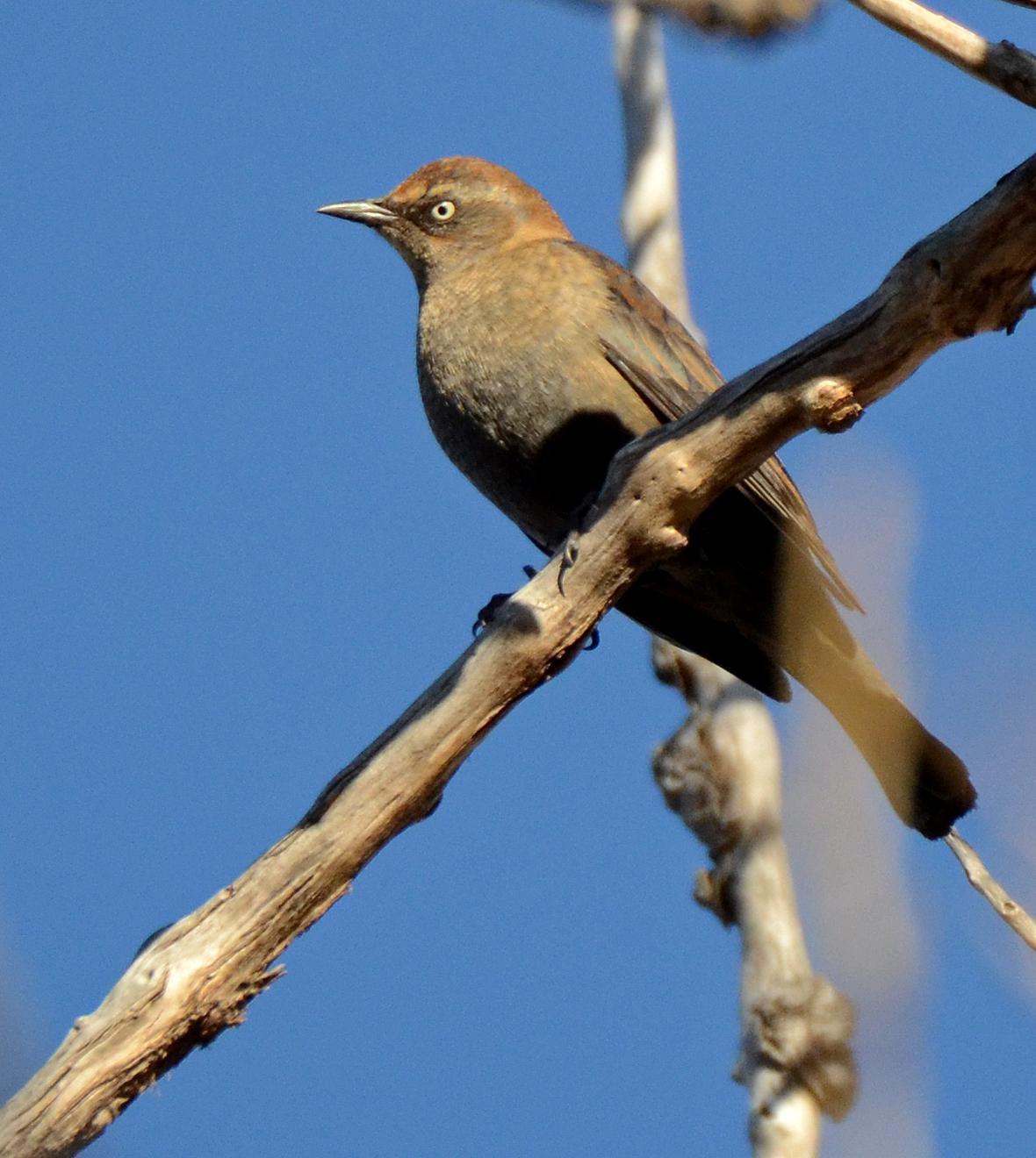 Rusty Blackbird Photo by Steven Mlodinow