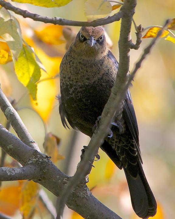 Rusty Blackbird Photo by Denis Rivard