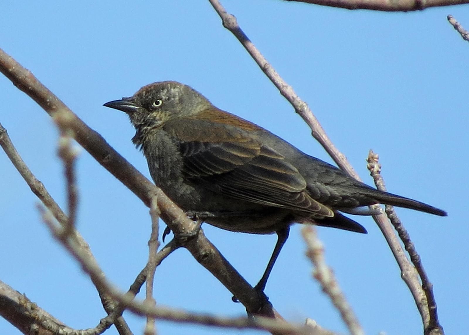 Rusty Blackbird Photo by Kelly Preheim