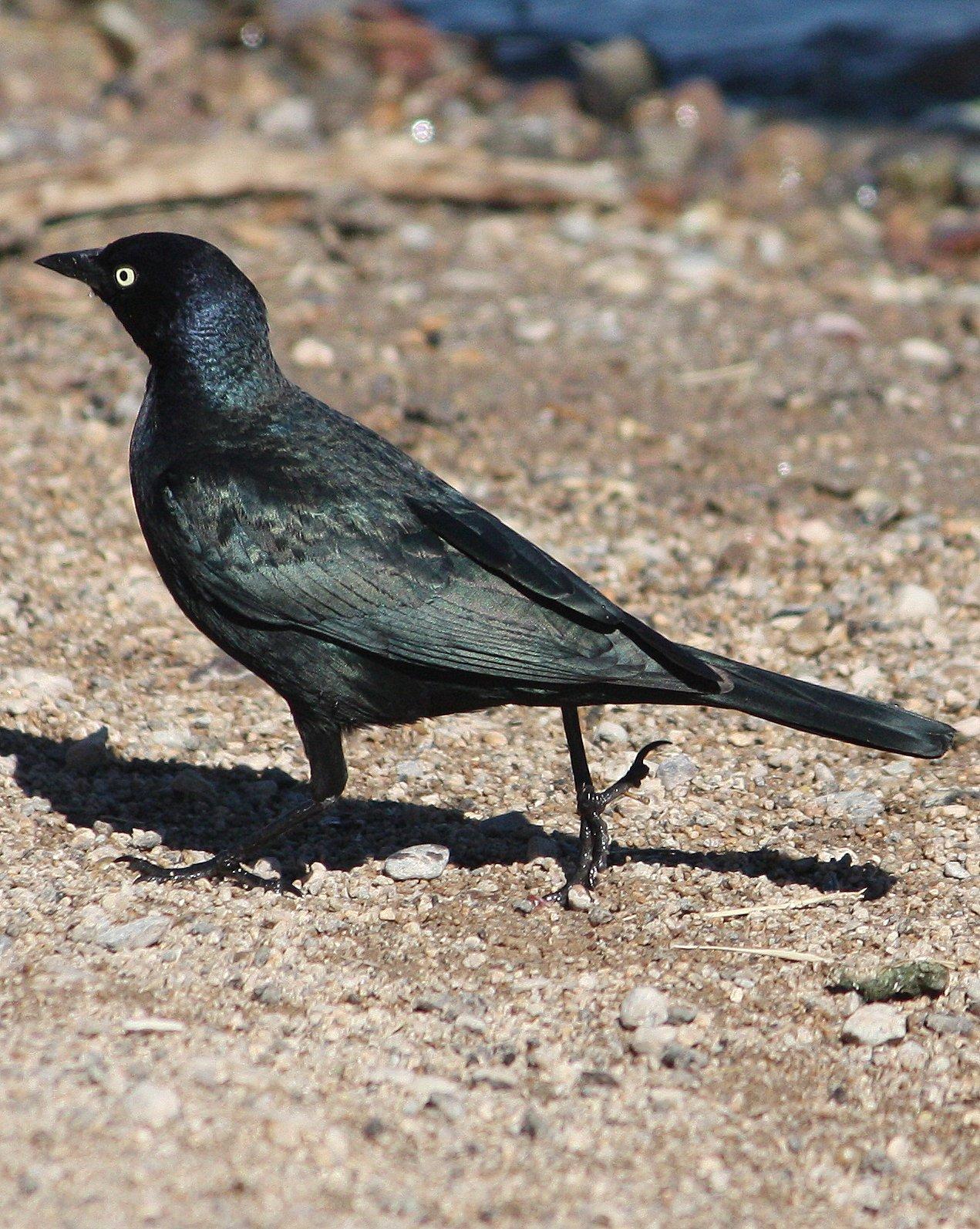 Brewer's Blackbird Photo by Andrew Core