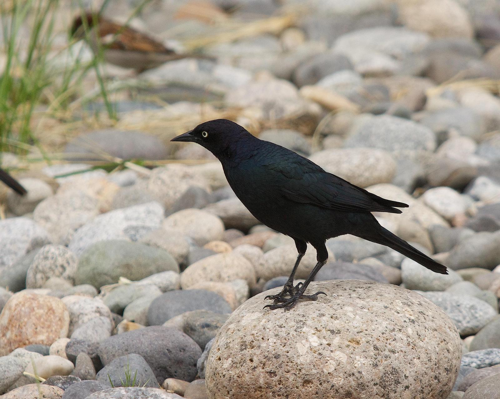 Brewer's Blackbird Photo by Gerald Hoekstra