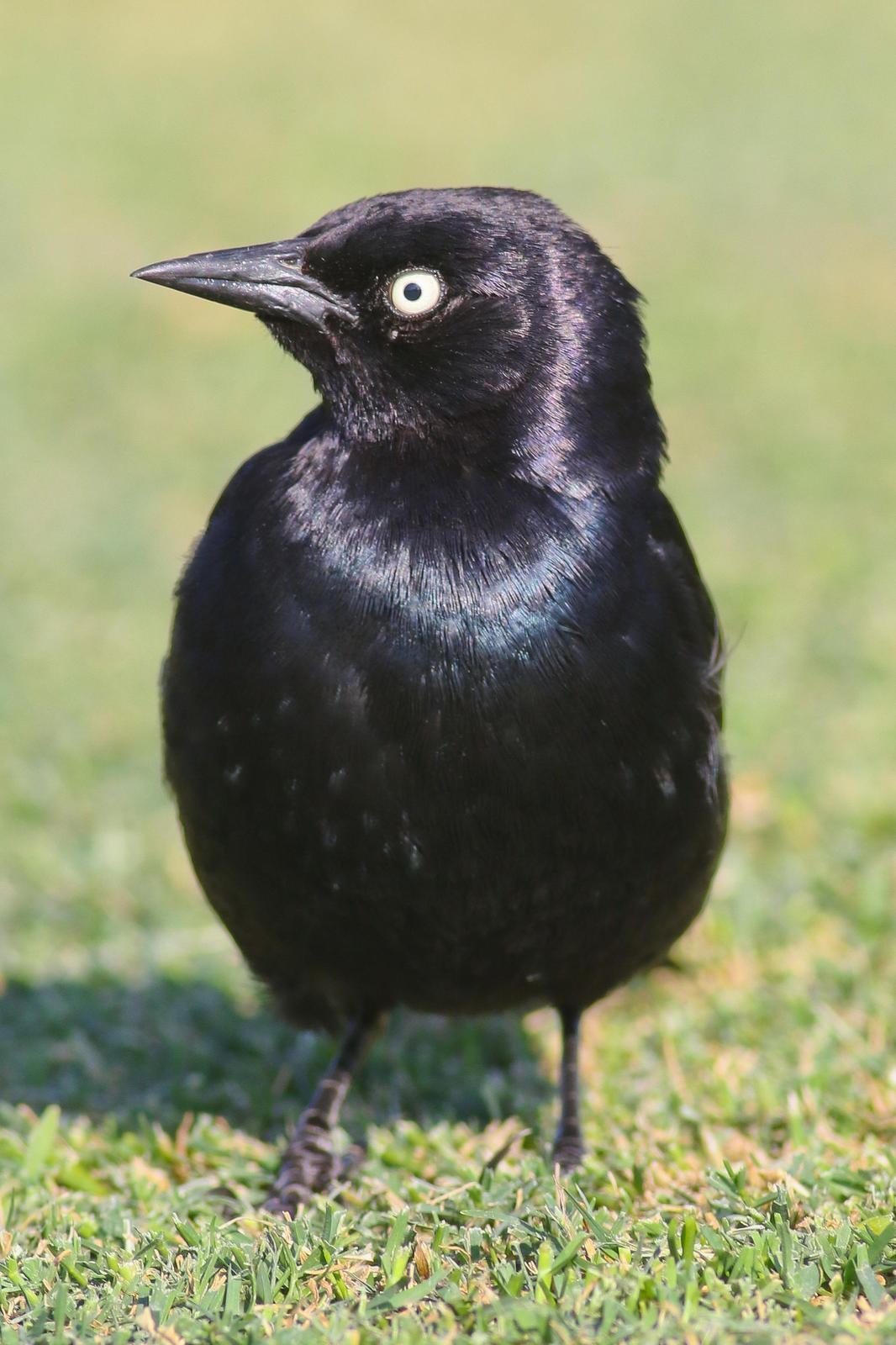 Brewer's Blackbird Photo by Tom Ford-Hutchinson