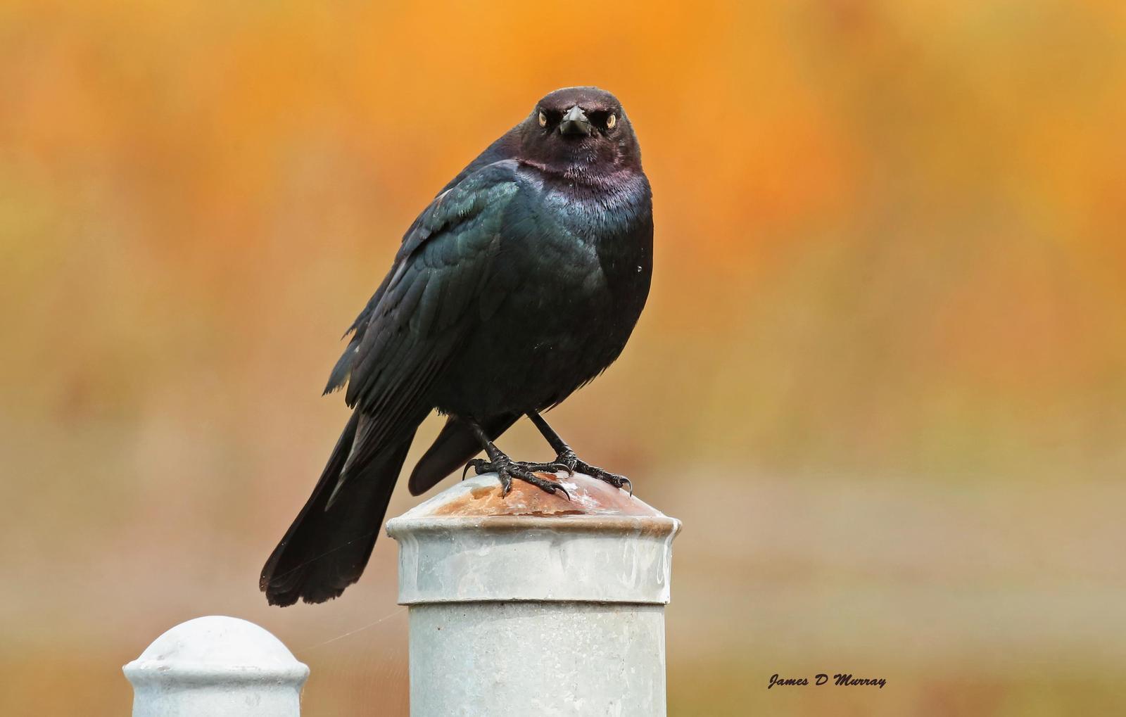 Brewer's Blackbird Photo by Jim  Murray