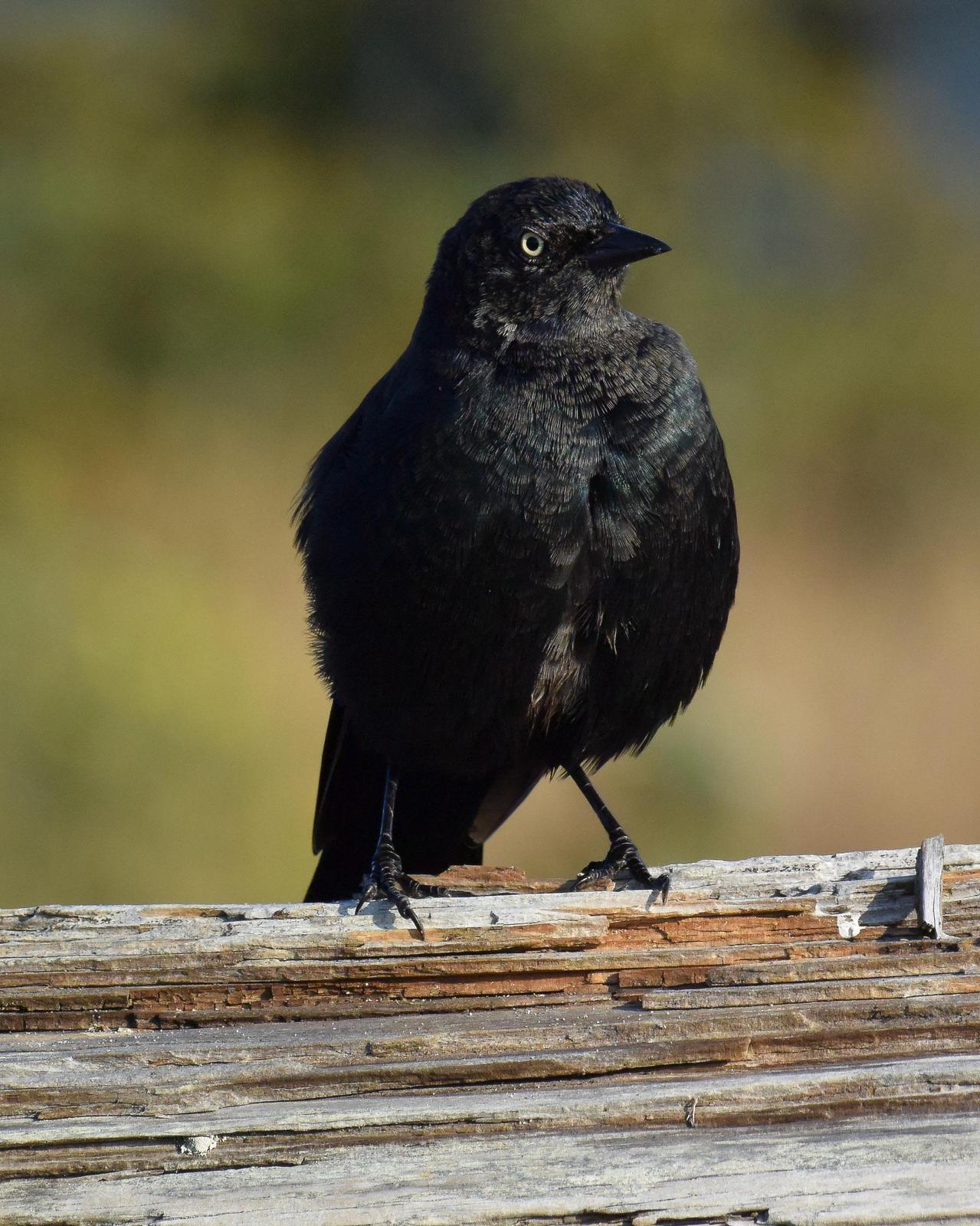 Brewer's Blackbird Photo by Emily Percival
