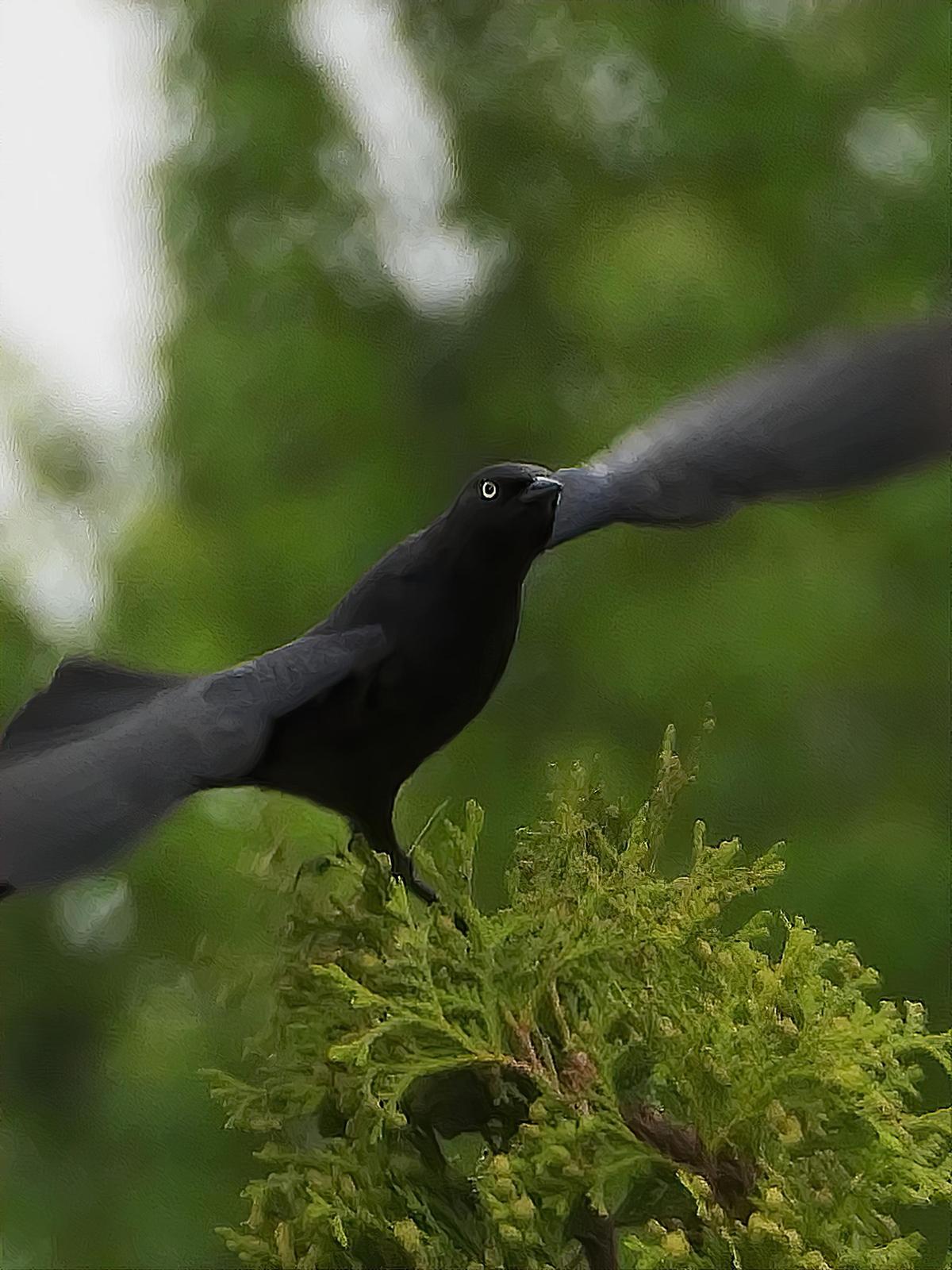 Brewer's Blackbird Photo by Dan Tallman