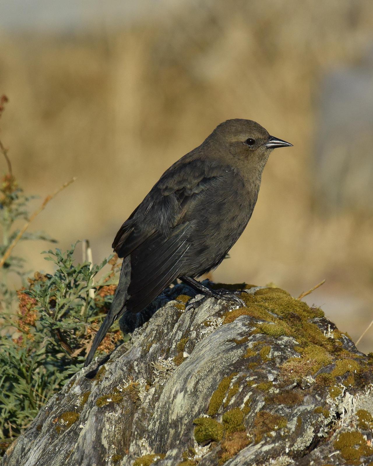 Brewer's Blackbird Photo by Emily Percival