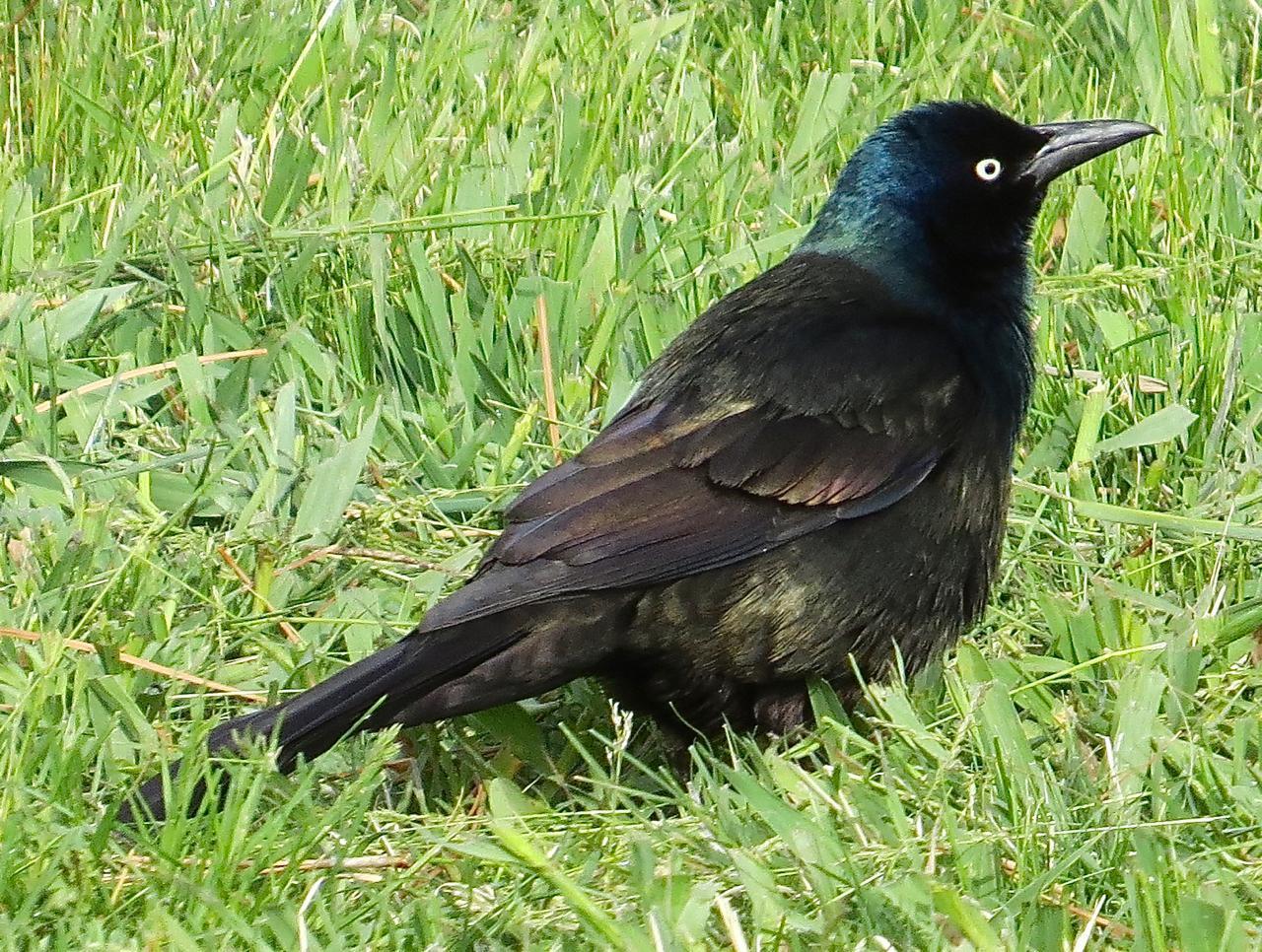 Common Grackle Photo by Brian Avent