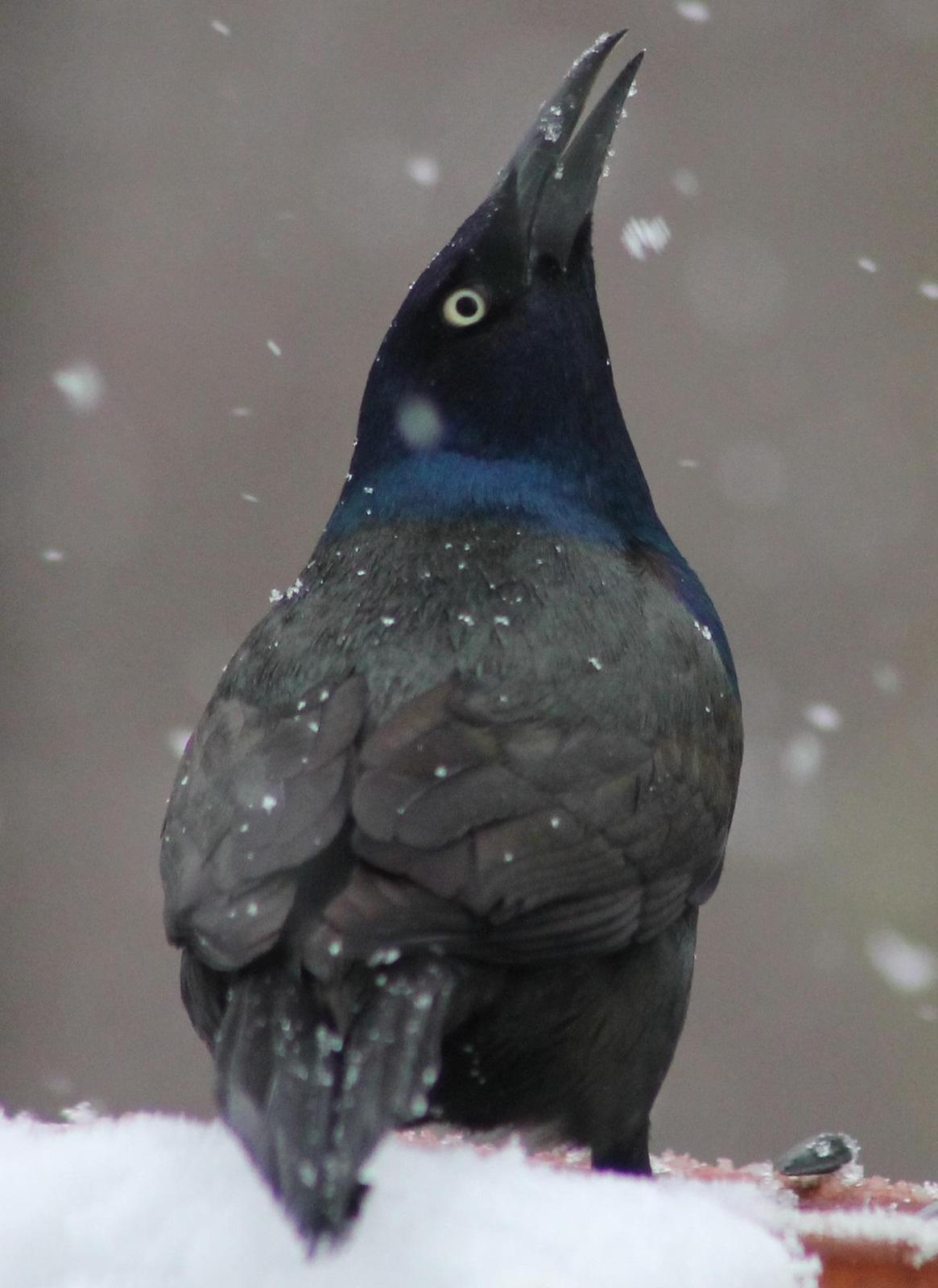 Common Grackle Photo by Lorraine Lanning