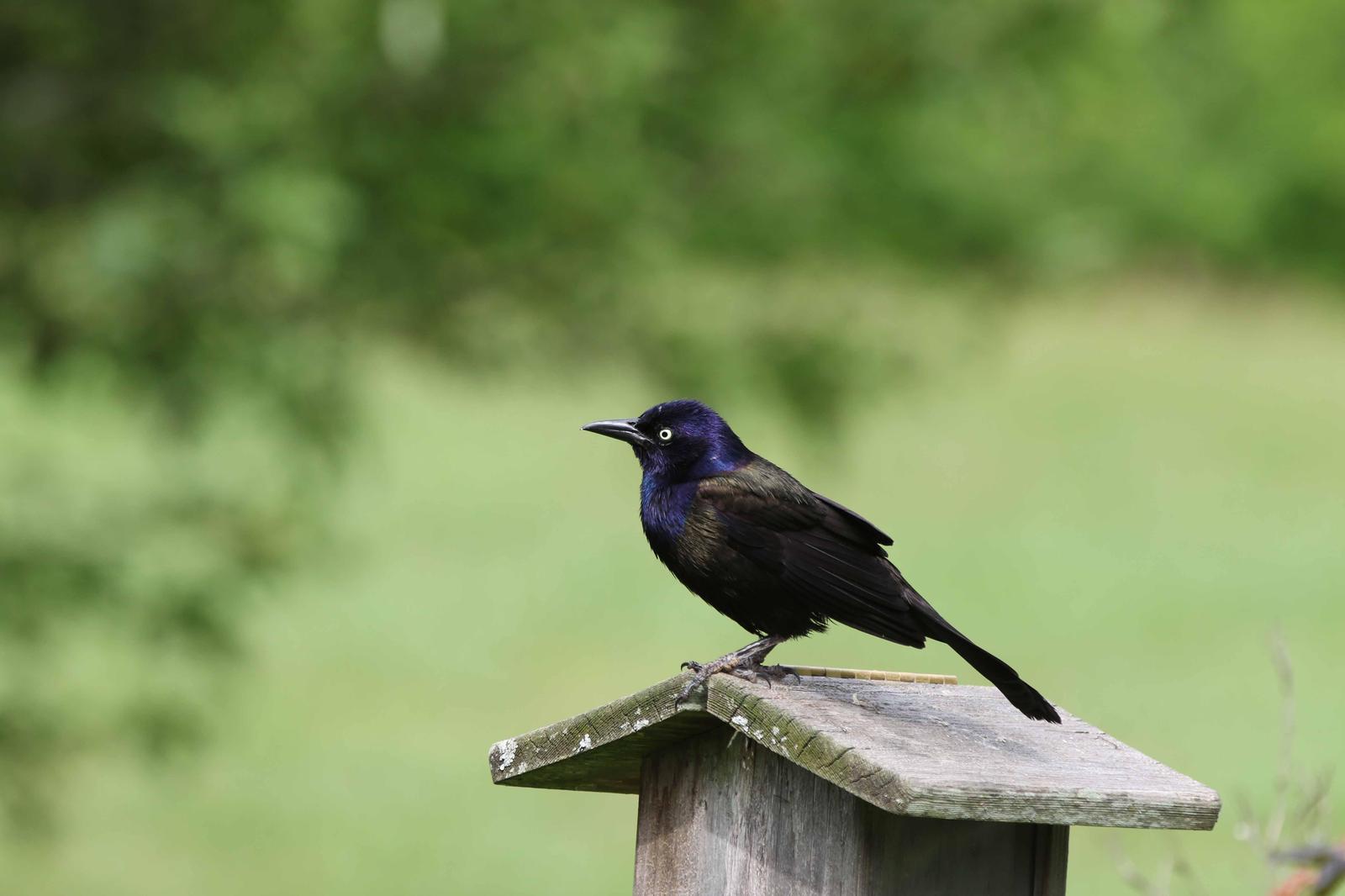 Common Grackle Photo by Kristy Baker