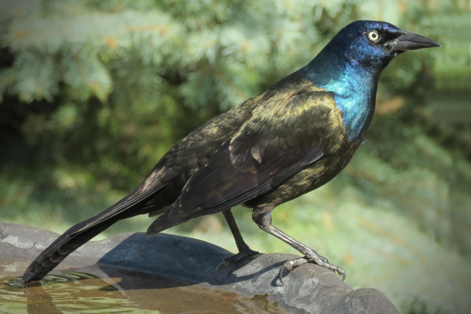 Common Grackle Photo by Bob Neugebauer