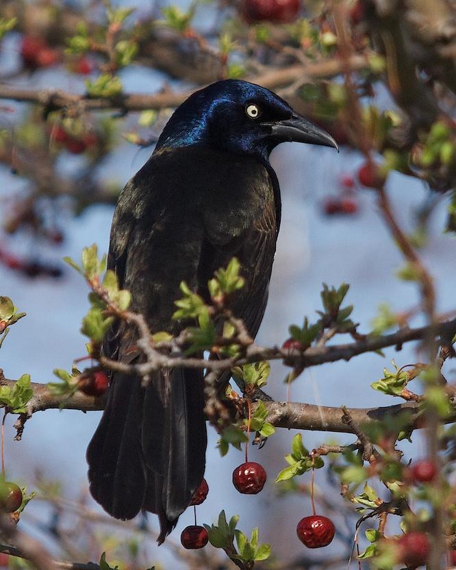 Common Grackle Photo by Gerald Hoekstra