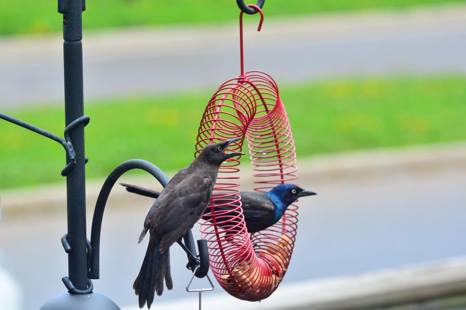 Common Grackle Photo by Linda Cote
