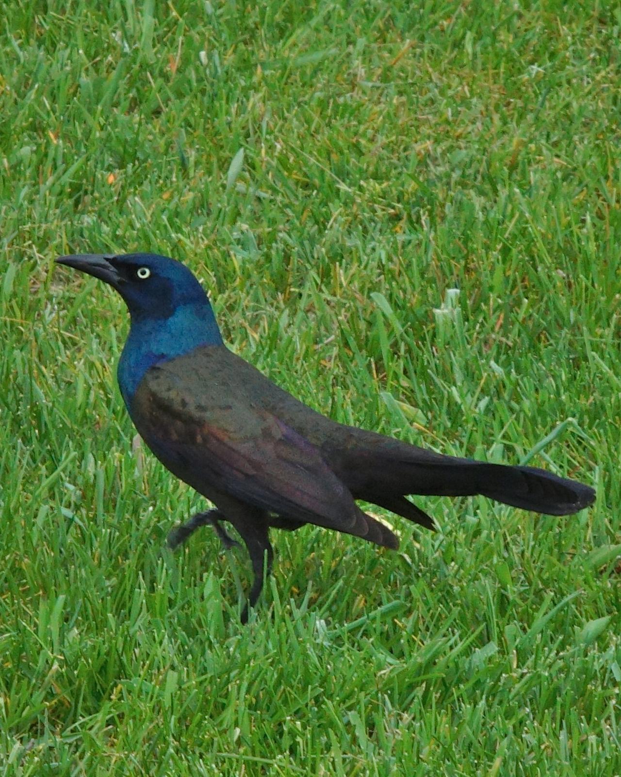 Common Grackle Photo by Gerald Hoekstra