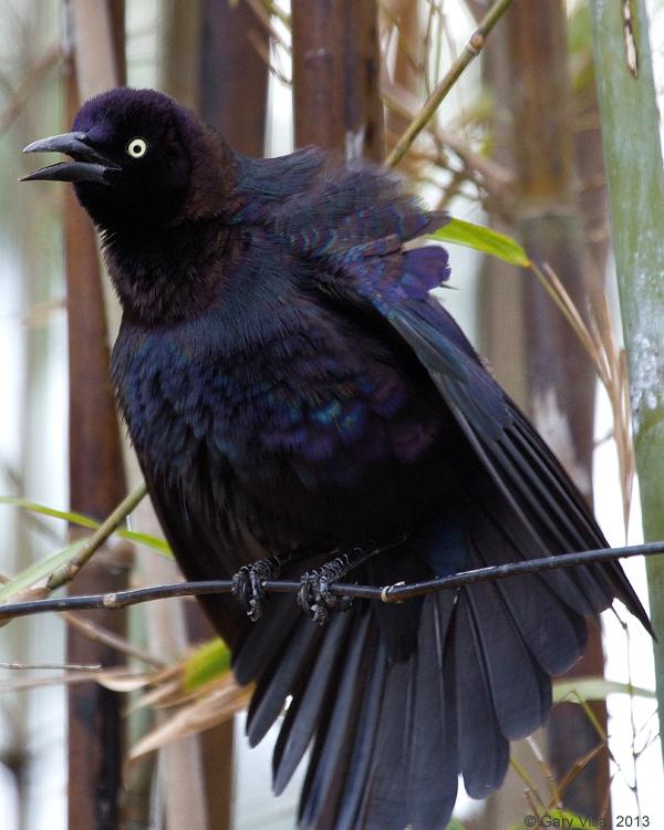 Common Grackle Photo by Gary Villa