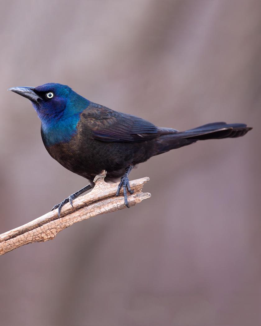 Common Grackle Photo by Josh Haas