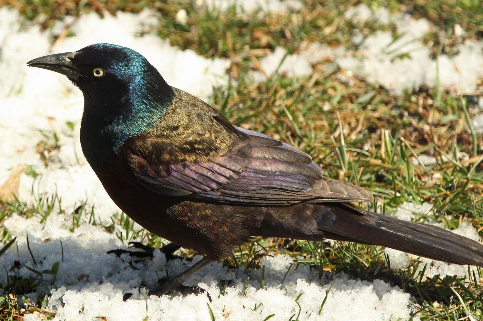 Common Grackle Photo by Kristy Baker