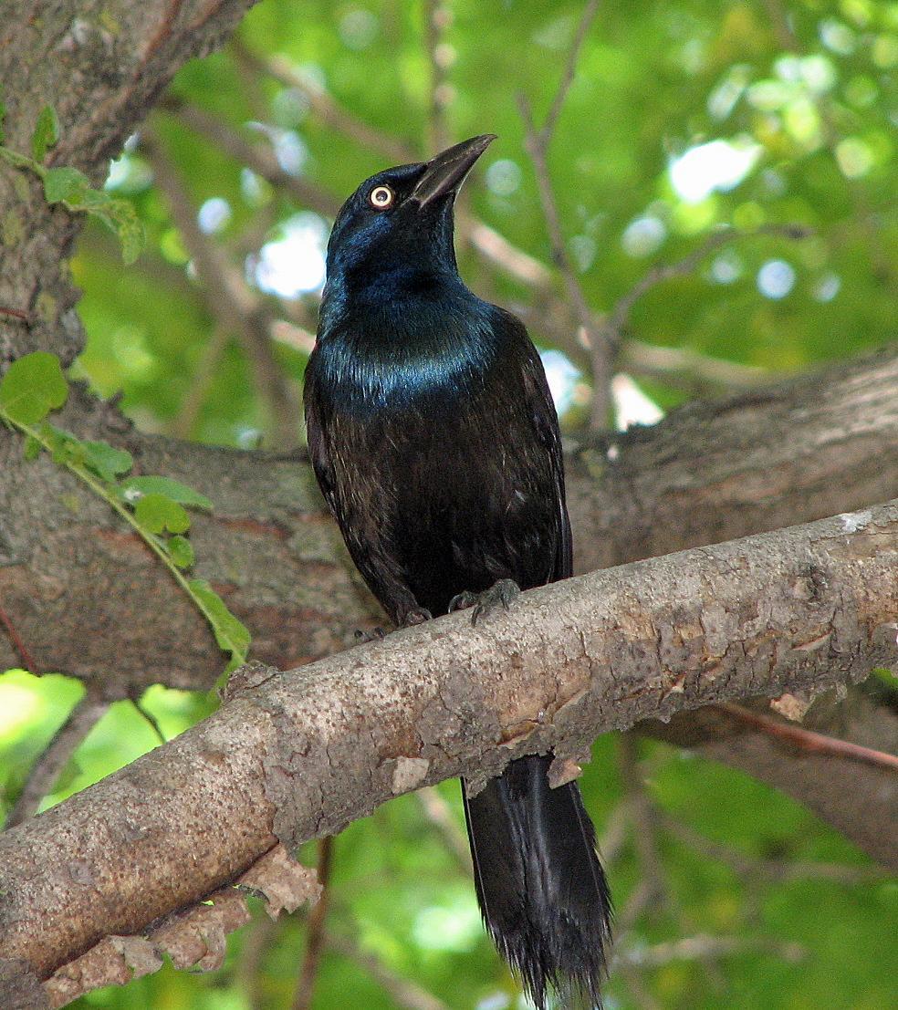 Common Grackle Photo by Tom Gannon