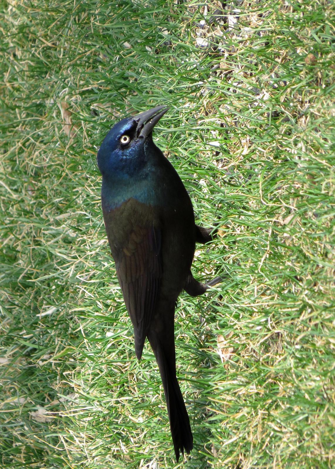 Common Grackle Photo by Kelly Preheim