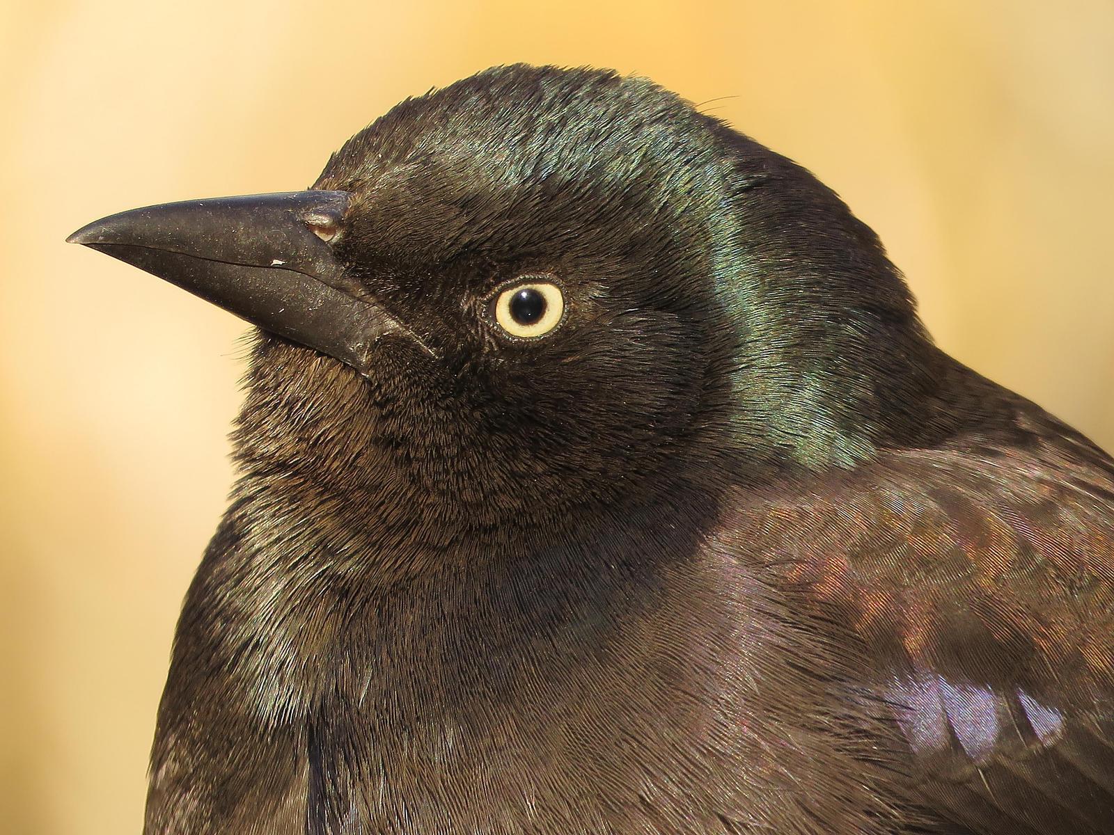 Common Grackle Photo by Bob Neugebauer