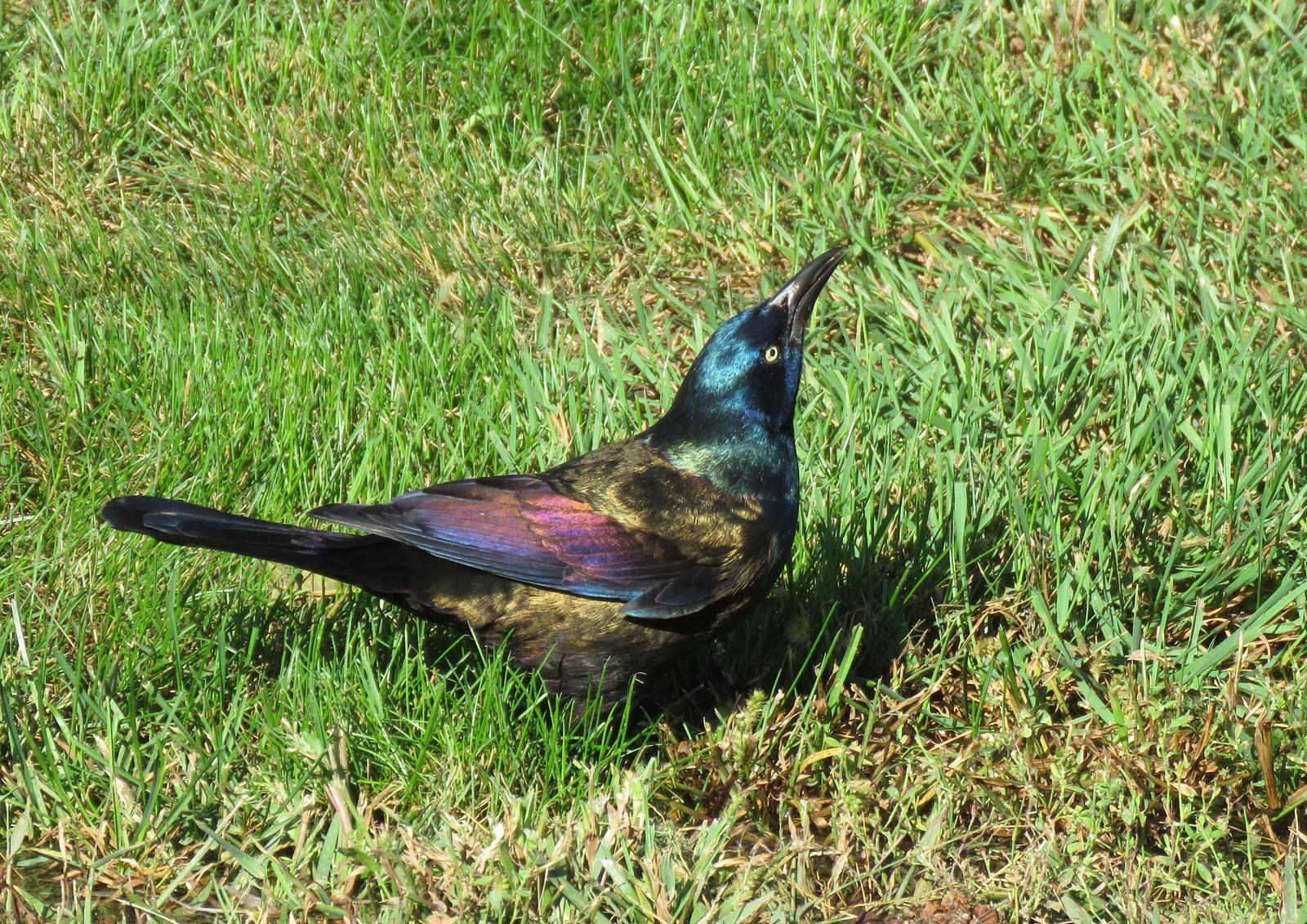 Common Grackle Photo by Kelly Preheim