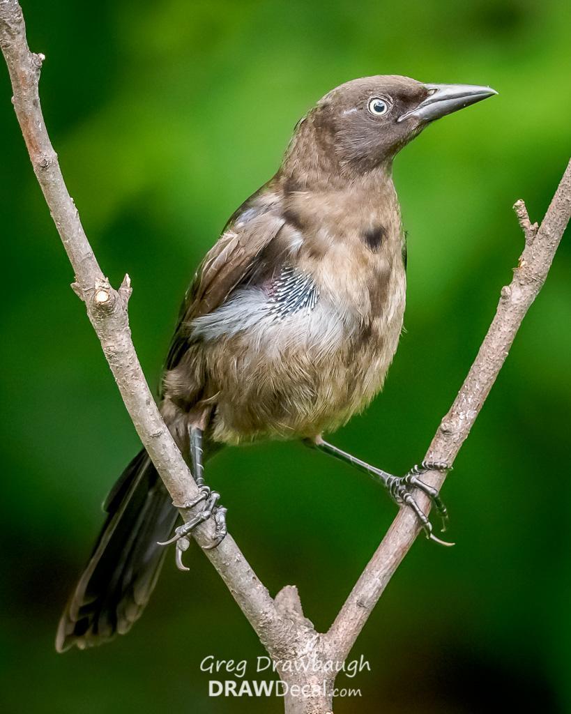 Common Grackle Photo by Greg Drawbaugh