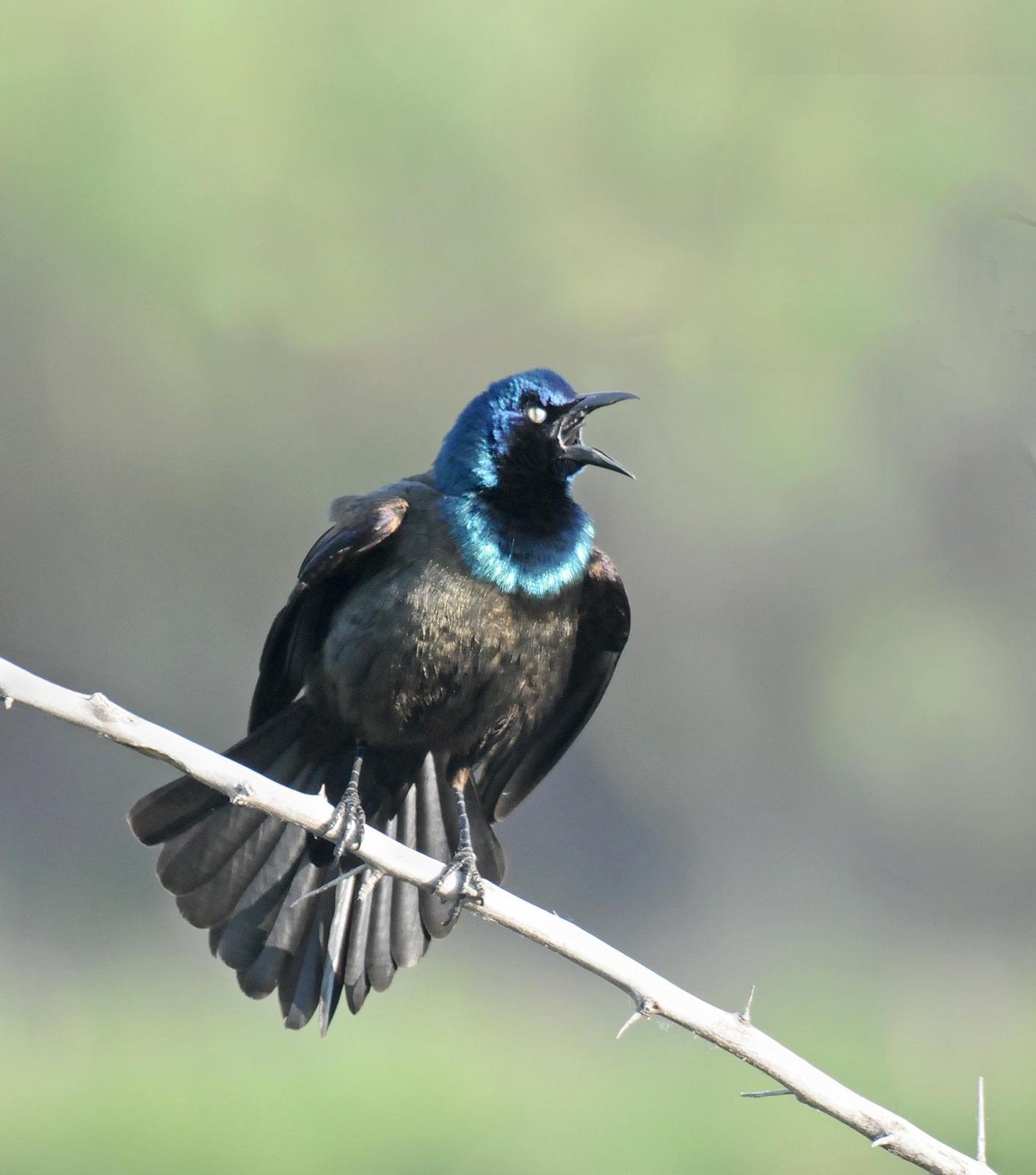 Common Grackle (Bronzed) Photo by Steven Mlodinow