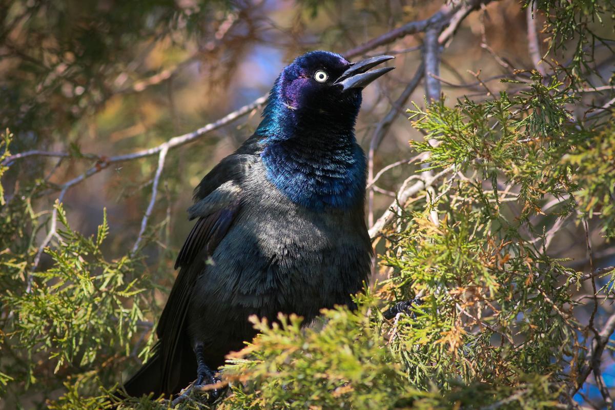 Common Grackle (Bronzed) Photo by Skip Russell