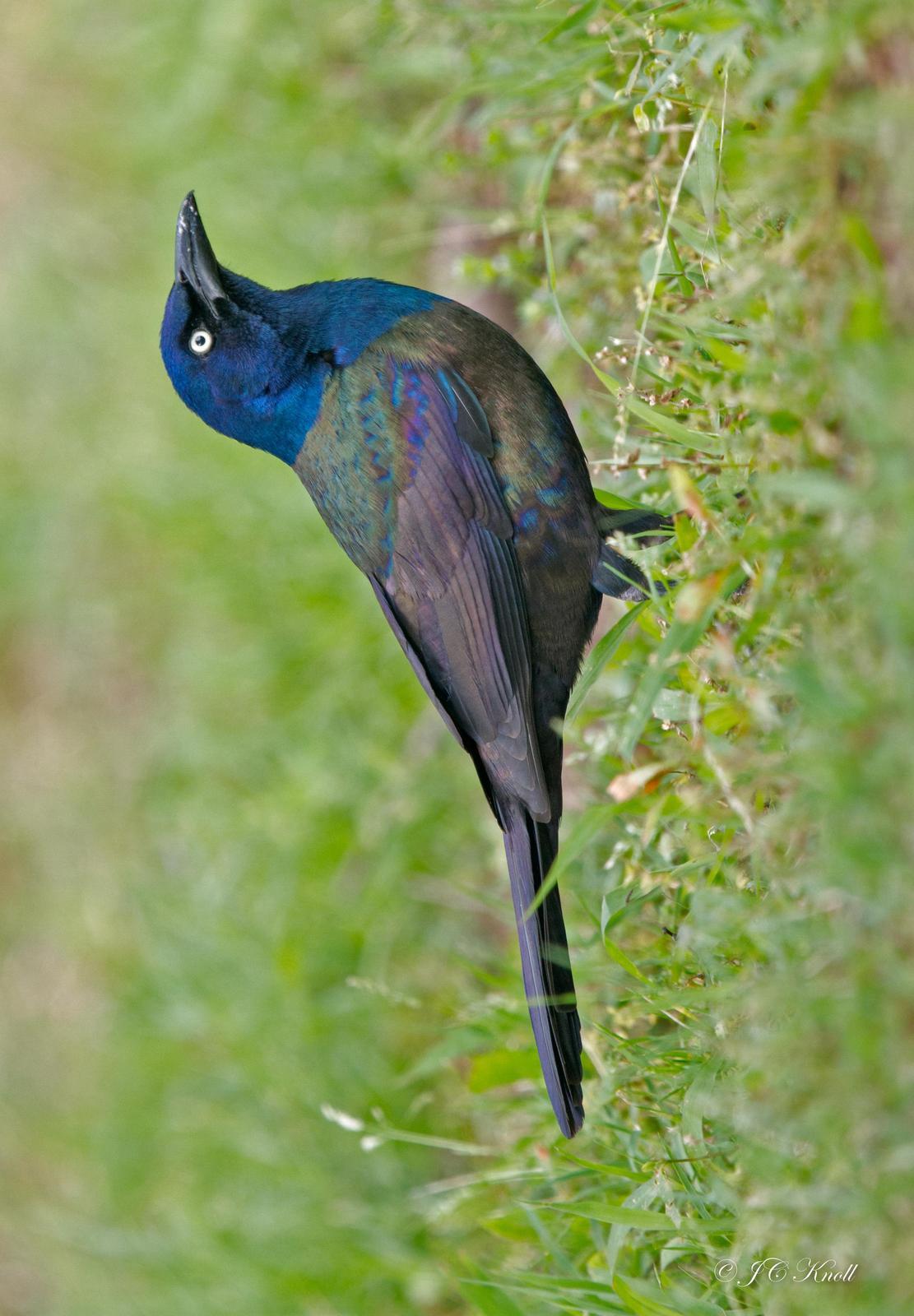Common Grackle (Bronzed) Photo by JC Knoll