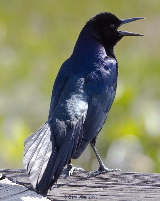 Boat-tailed Grackle Photo by Gary Villa