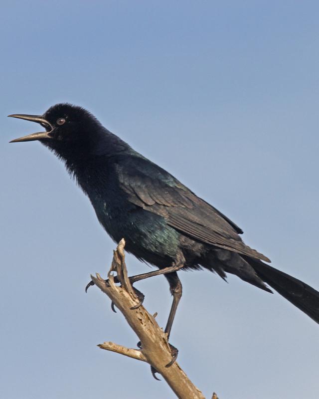 Boat-tailed Grackle Photo by Larry Sirvio