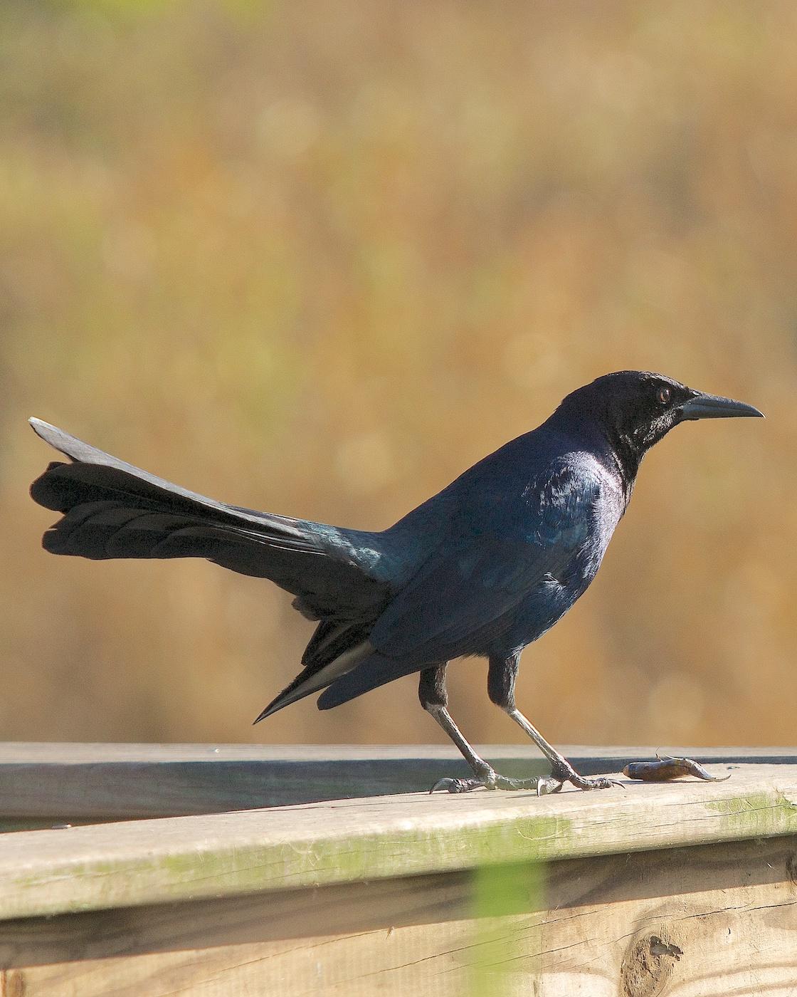 Boat-tailed Grackle Photo by Gerald Hoekstra