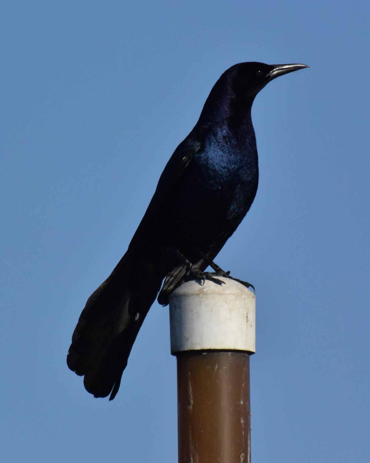Boat-tailed Grackle Photo by Emily Percival