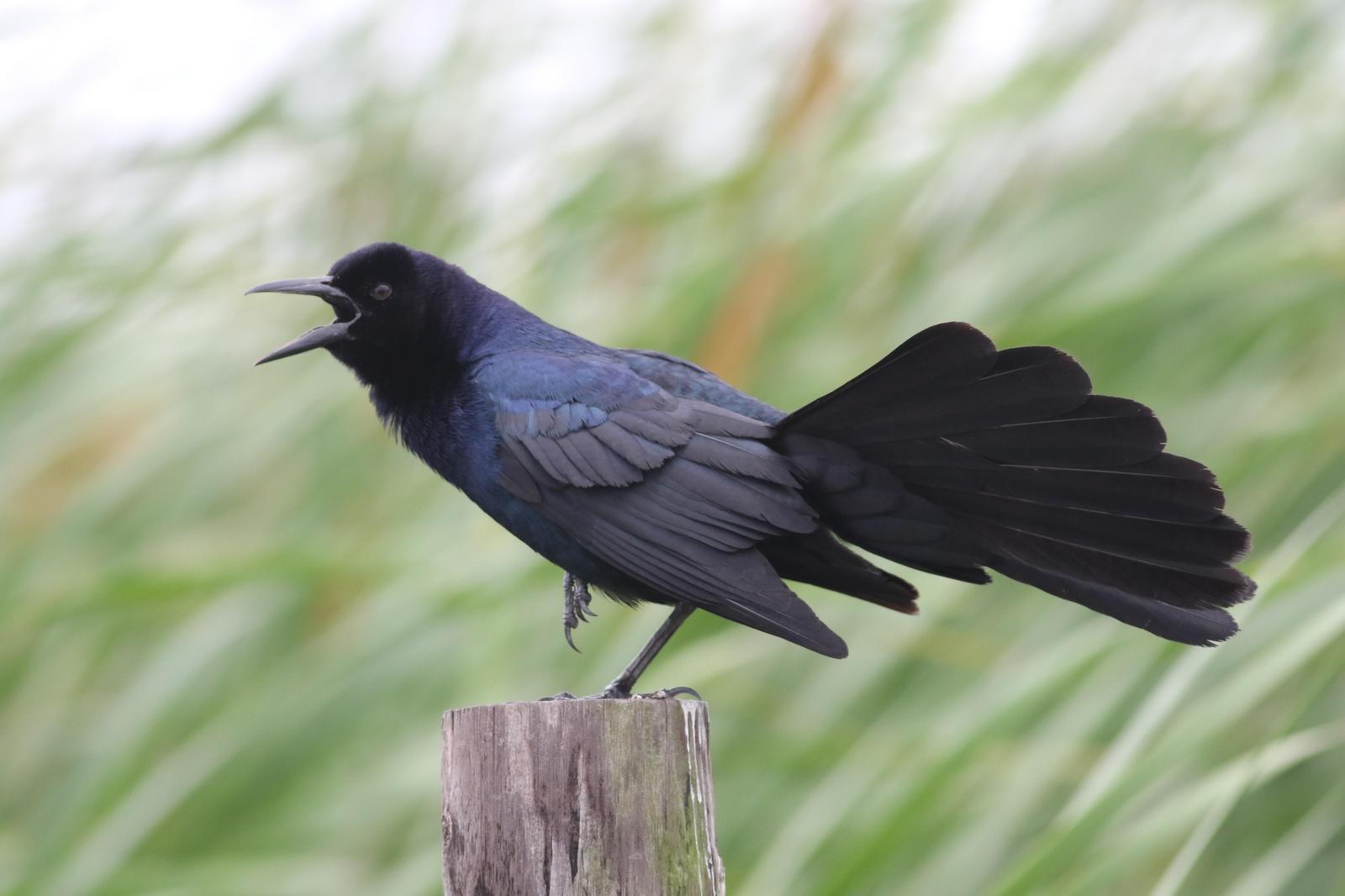 Boat-tailed Grackle Photo by Tom Ford-Hutchinson