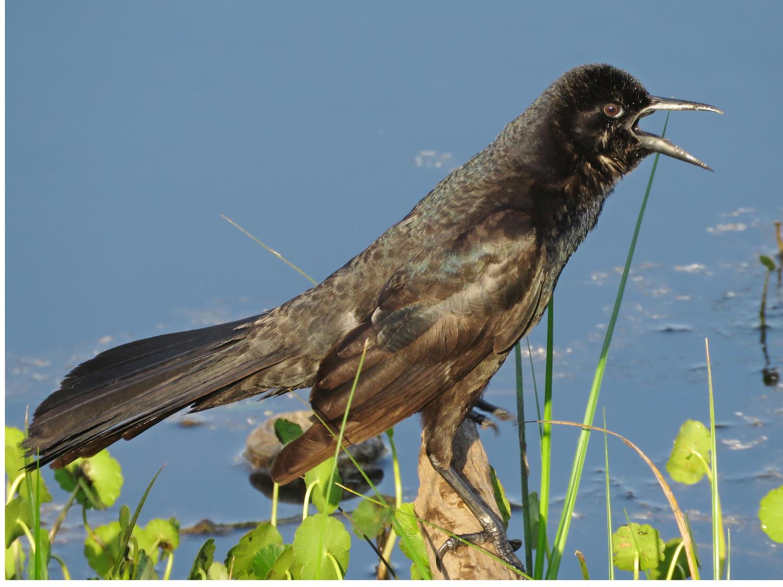 Boat-tailed Grackle Photo by Bob Neugebauer